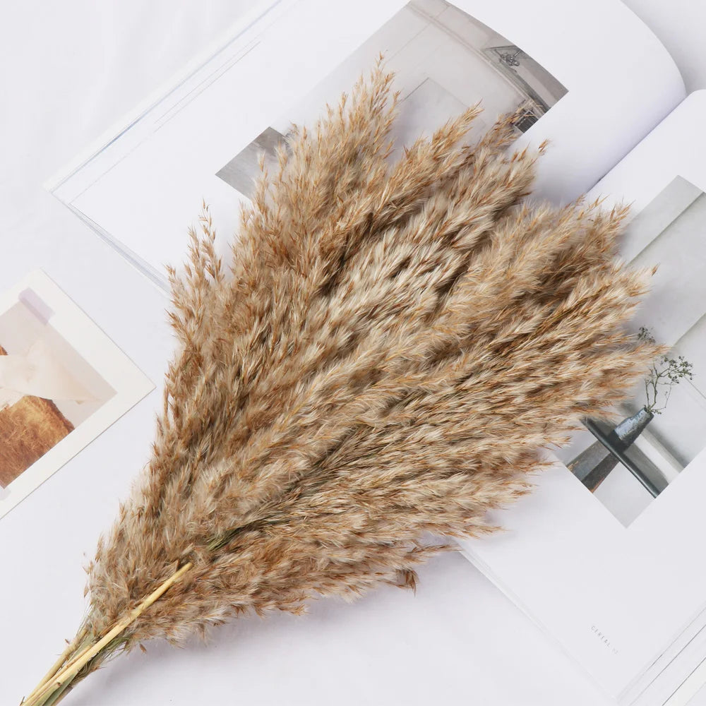 10/15Pcs Reed Natural Dried Bouquets Small Pampas Grass Real Flower Plant Stems Natural Material Shooting Props Home Decoration