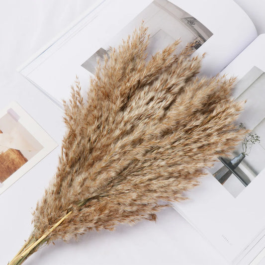 10/15Pcs Reed Natural Dried Bouquets Small Pampas Grass Real Flower Plant Stems Natural Material Shooting Props Home Decoration