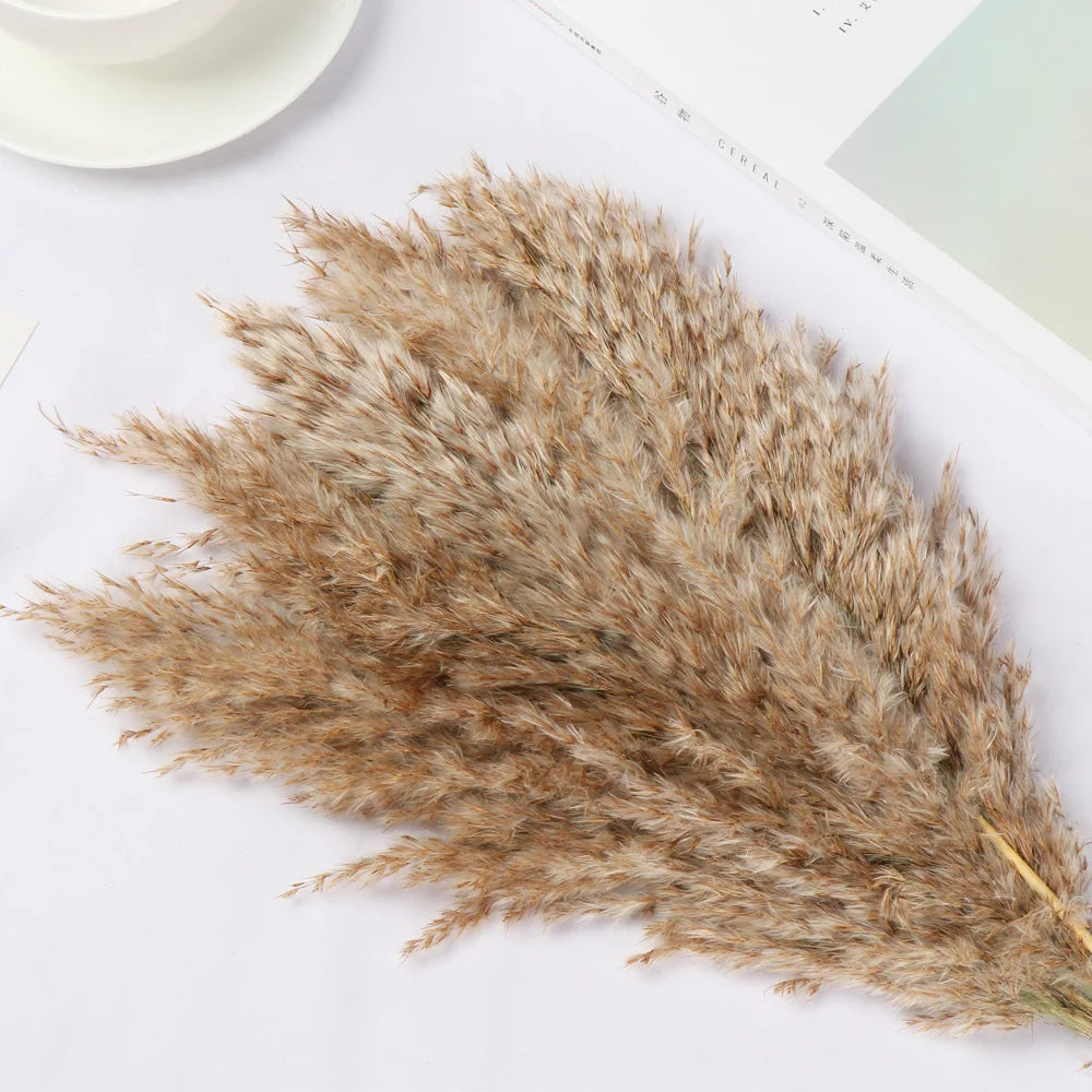 10/15Pcs Reed Natural Dried Bouquets Small Pampas Grass Real Flower Plant Stems Natural Material Shooting Props Home Decoration