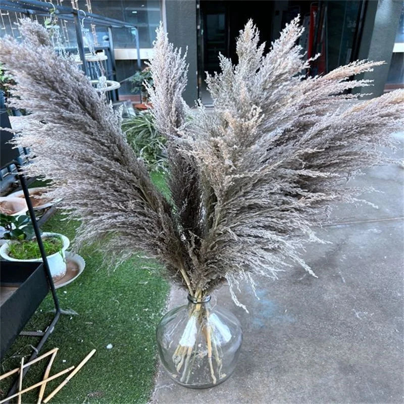 Pampas XXL Dry Pampas Grass 80-100cm,Home Decor,Wedding Natural Dried Flowers Wall Decor,Artificial Flowers for Christmas Decor